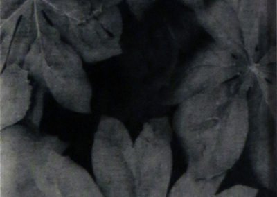 “Baby May Apples”, oxidized gelatin silver print by Patricia A. Bender