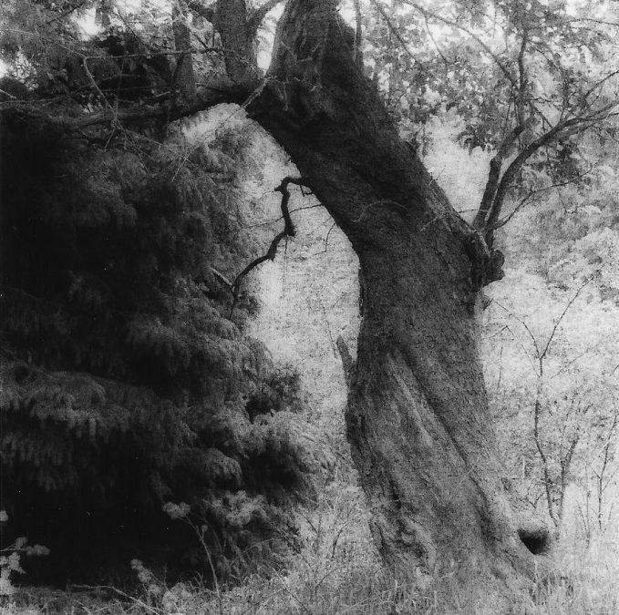 “Old Apple Tree”, oxidized gelatin silver print by Patricia A. Bender