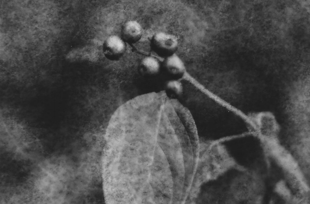 “Poisonberries”, oxidized gelatin silver print by Patricia A. Bender