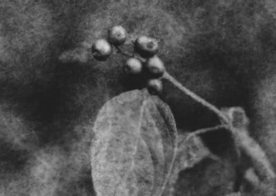 “Poisonberries”, oxidized gelatin silver print by Patricia A. Bender