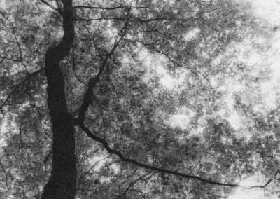 “Sleeping Bear Tree Canopy”, oxidized gelatin silver print by Patricia A. Bender