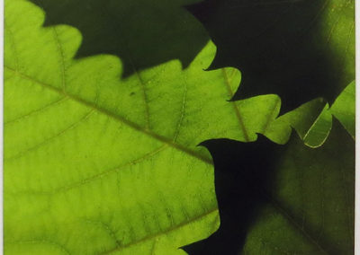 Bill Bonner “Sycamore Leaf #2” digitally enhanced photograph