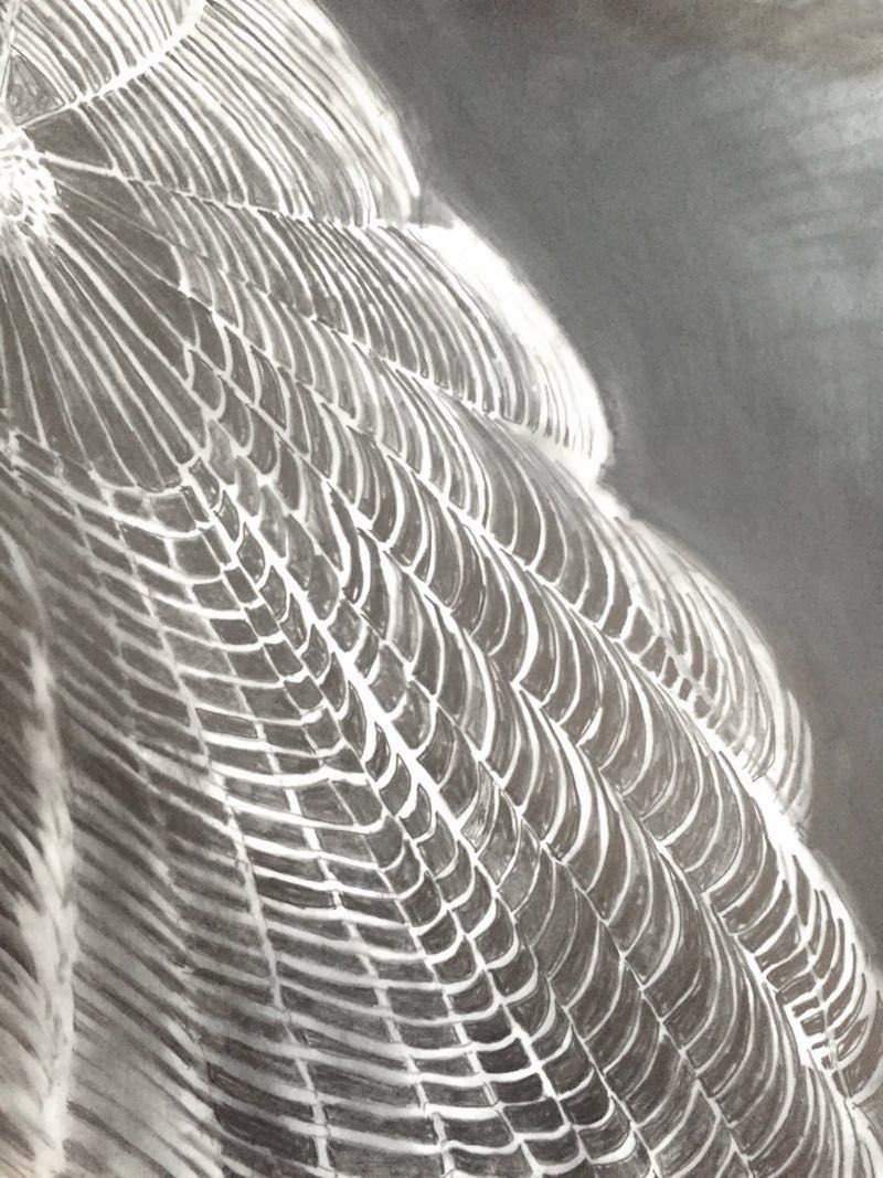 Dorothea Osborn  “Sublime Capture”, graphite on mylar, framed size  18” H  x 15” W, 2014, $275.00