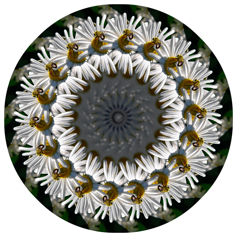 Harold Olejarz “Bee on a Daisy”, digital print on aluminum, $700.00