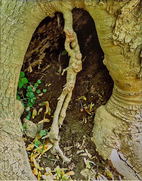 Bill Bonner  ” Tree Hollow” – framed photograph, 16” W x 20” H, 2023, SOLD