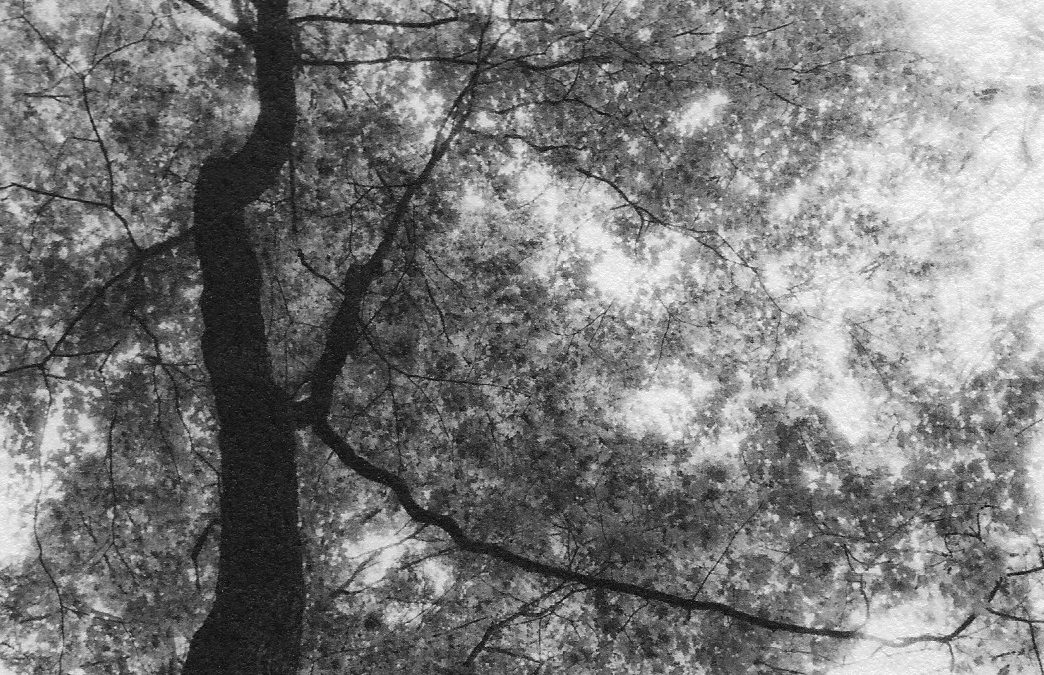 “Sleeping Bear Tree Canopy”, oxidized gelatin silver print by Patricia A. Bender