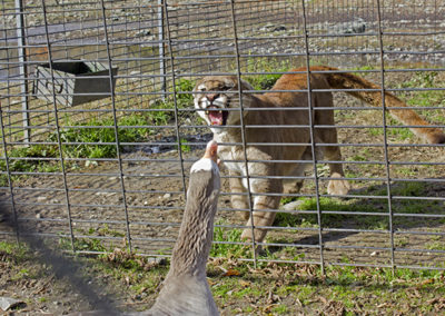 Melissa Tomich – “Goose and Wild Cat, New Jersey”, 2012