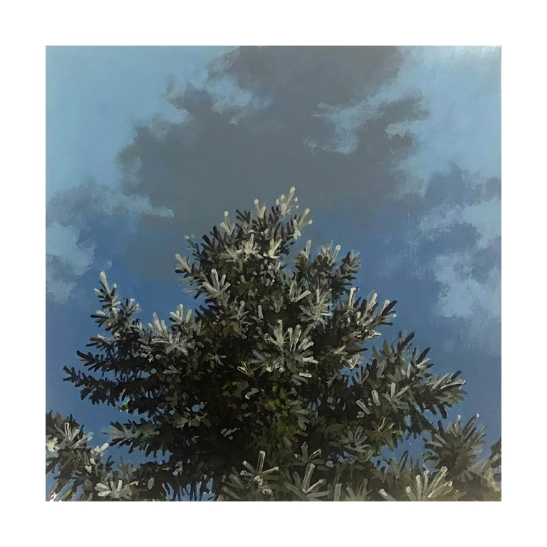 Daniel Gluibizzi  – “Blue Spruce 05”