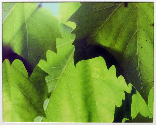Bill Bonner “Sycamore Leaf #1”  digitally enhanced photograph
