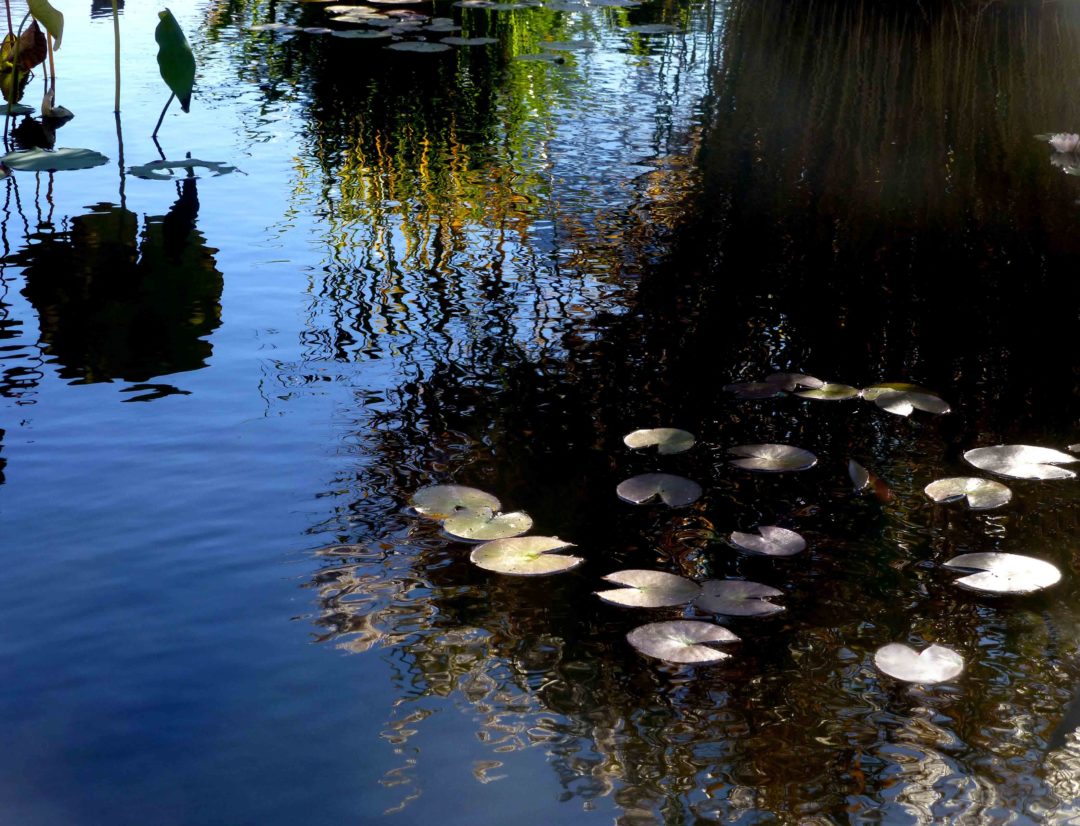 Irene Riegner “Lilly Pond” photograph