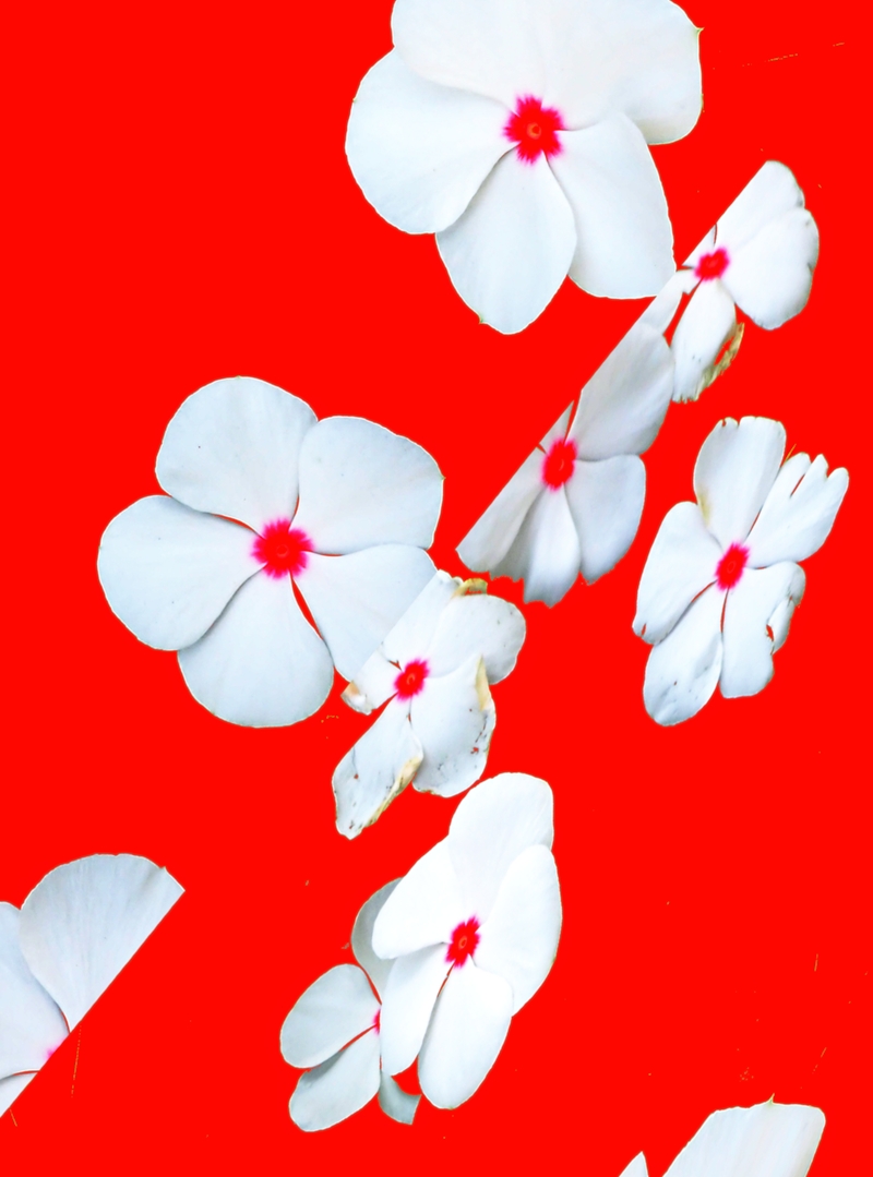 Larry McCandlish “Periwinkle” digital image, ink dye on matte cotton paper on canvas 17.5”W x 21.5”H, 2022, $400.00